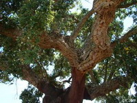 бархат амурский, (пробковое дерево) phellodendron amurense