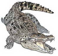 кубинский крокодил (crocodylus rhombifer)